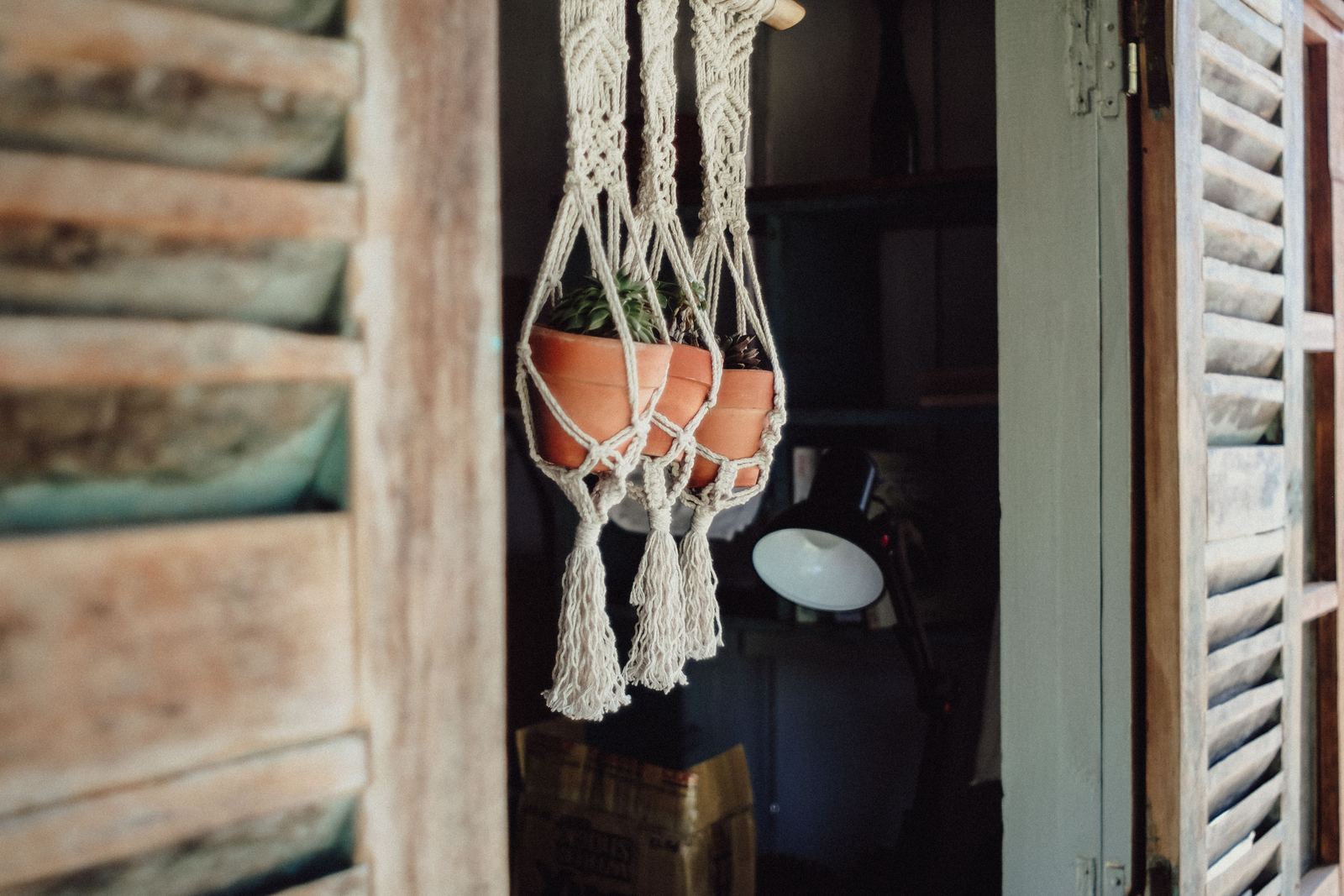 Trailing plants in macrame hangers with terracotta pots