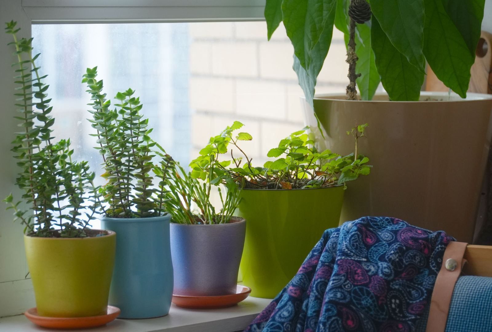 Cozy apartment windowsill filled with healthy houseplants in varied pots