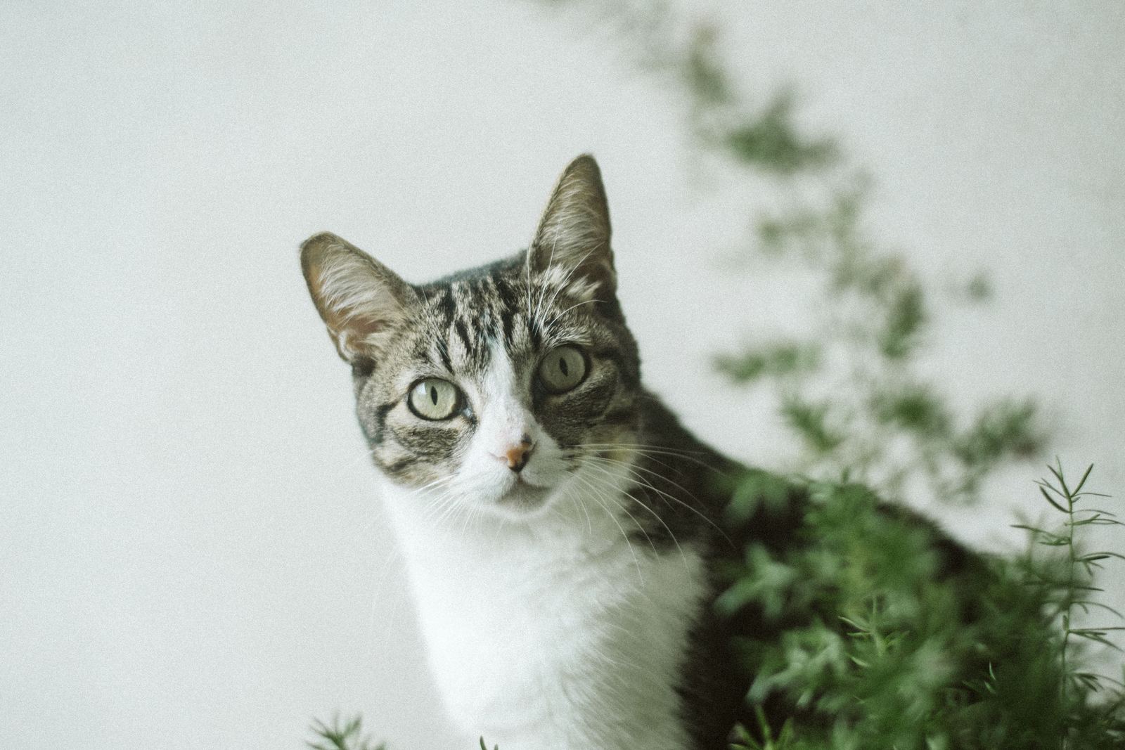 Tabby cat curiously looking beside a lush houseplant