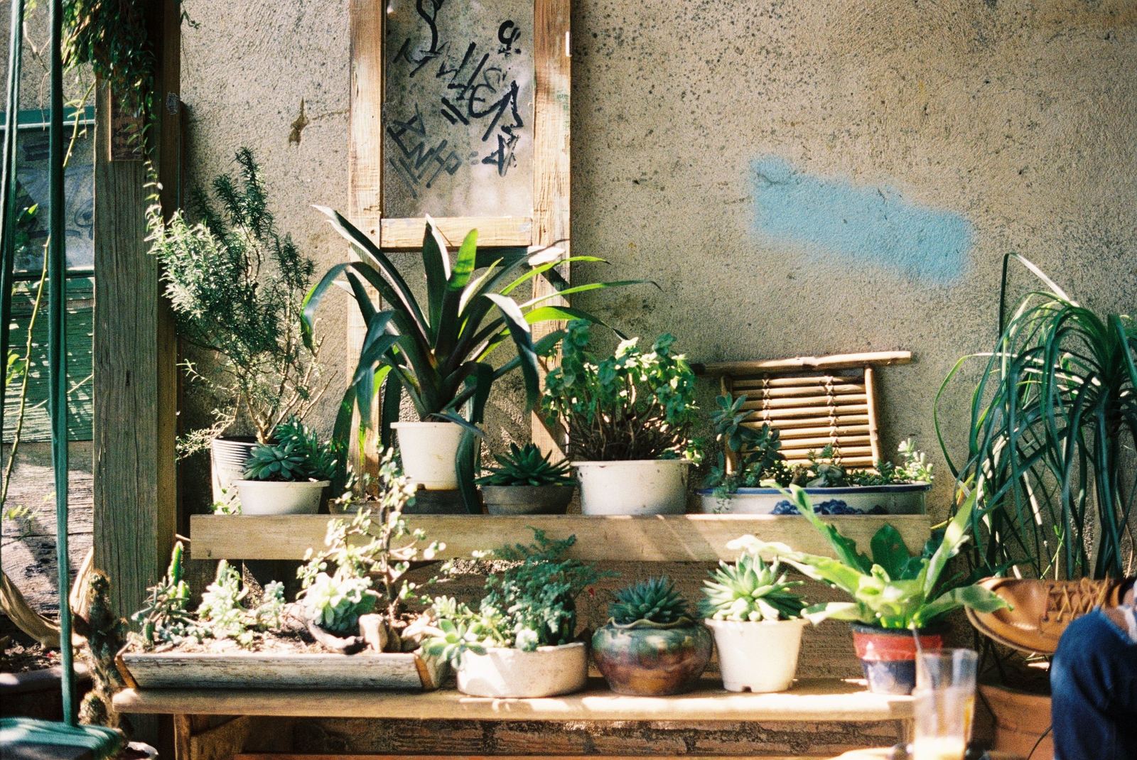 Potted plants arranged on wooden shelves in a small apartment corner